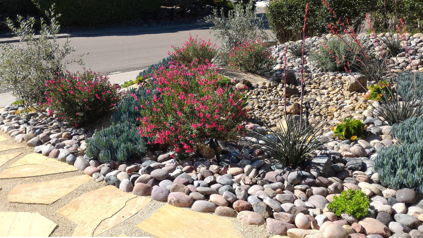 A garden with rocks and plants.