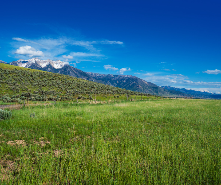 A grassy field with mountains in the background.