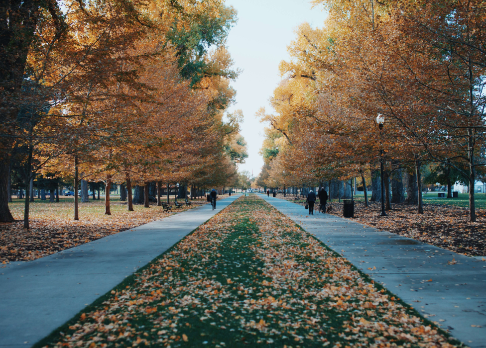 A path with trees on either side.