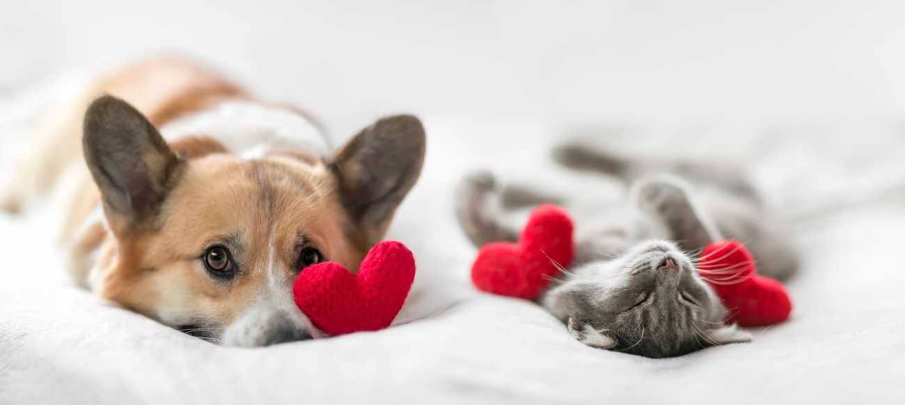 A dog and a cat lying on a white surface.