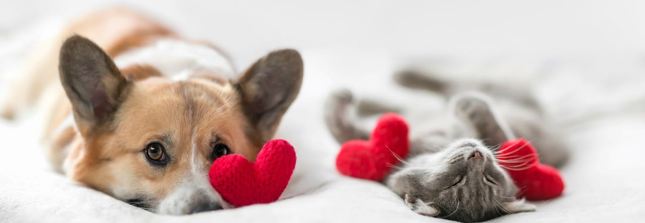 A dog and a cat lying on a white surface.