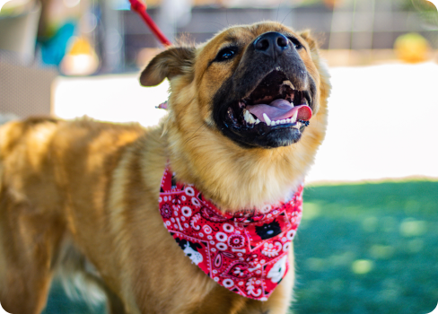 A dog wearing a sweater.