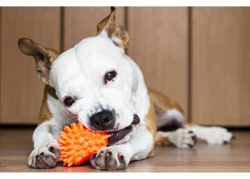 A dog with a toy in its mouth.
