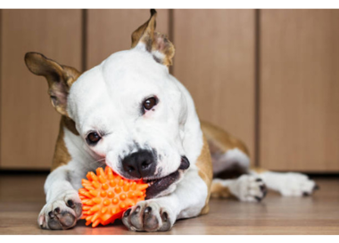 A dog with a toy in its mouth.