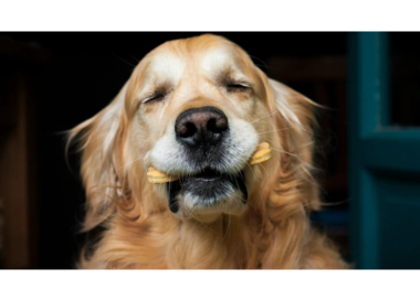 A dog with its eyes closed.