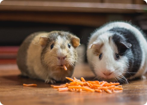 A couple of guinea pigs eating carrots.