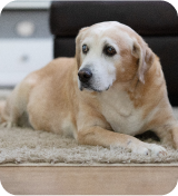 A dog lying on a rug.