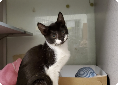 A cat sitting on a shelf.