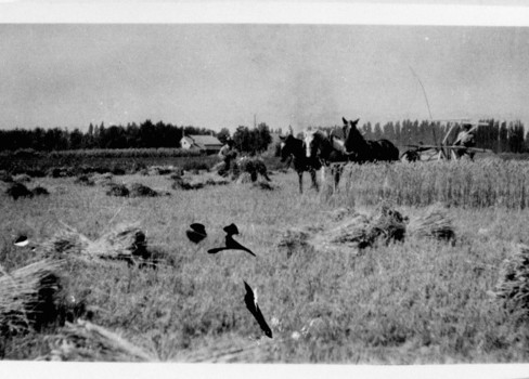 A group of horses and birds in a field.