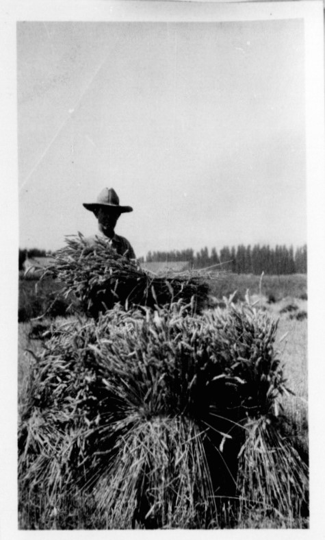 A person in a field of plants.
