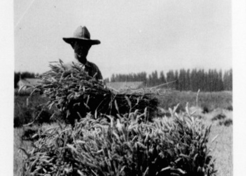 A person in a field of plants.
