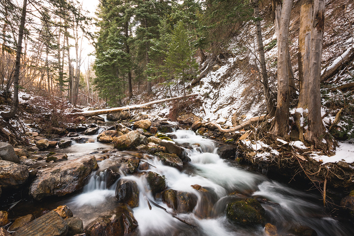 A stream in a forest.