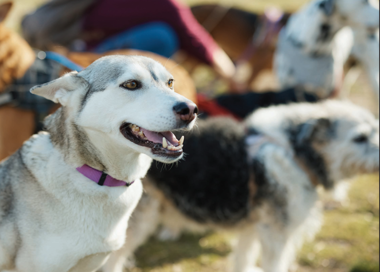 A dog with its mouth open.