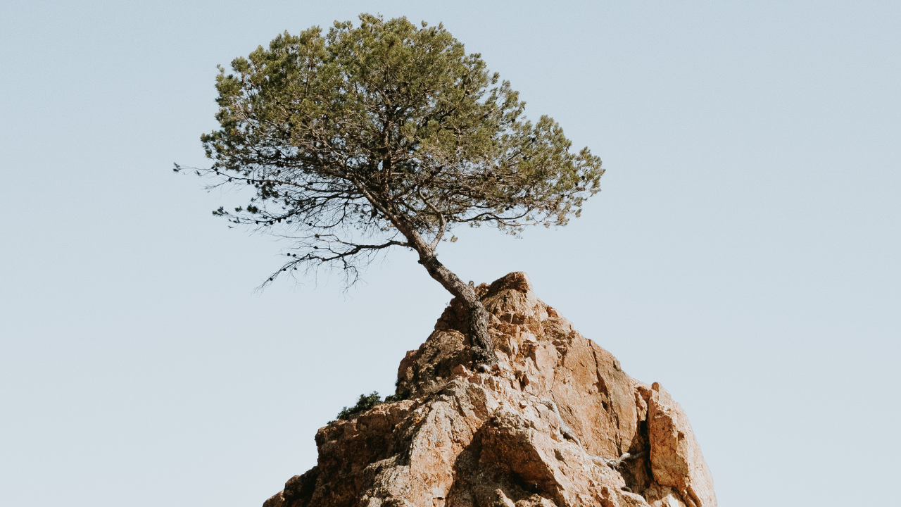 A tree on a rock.