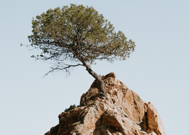 A tree on a rock.