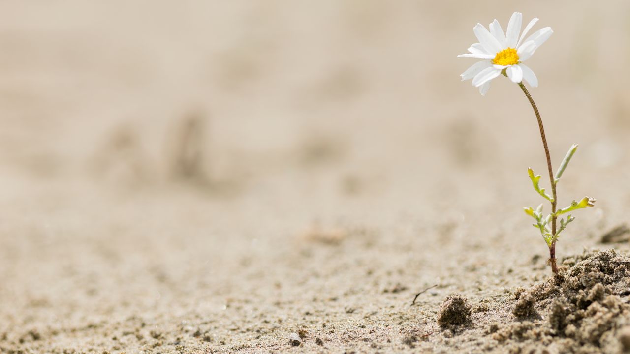 A white flower growing out of the sand.