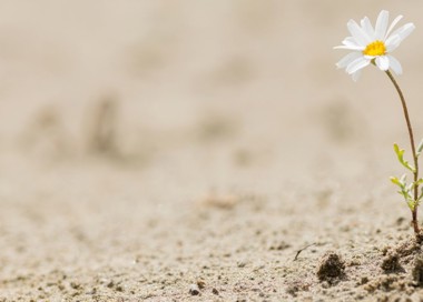 A white flower growing out of the sand.