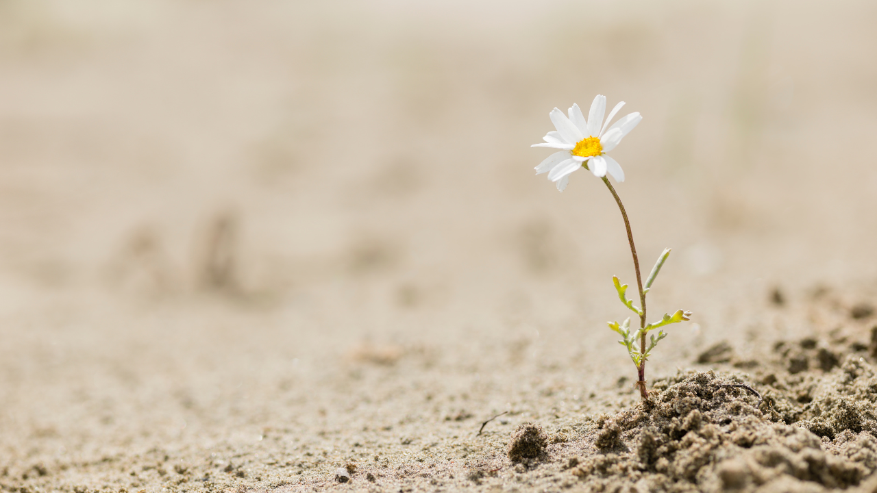 A white flower growing out of the sand.