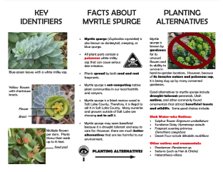 lDENTlRERS FACT5 ΑΒΟΙ_ΙΤ MVRTLE SPURGE