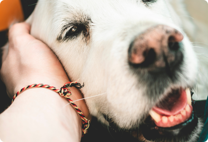 A dog with its mouth open.