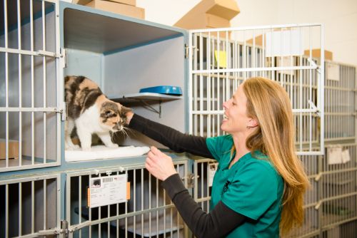 A person with a cat on the shoulder.