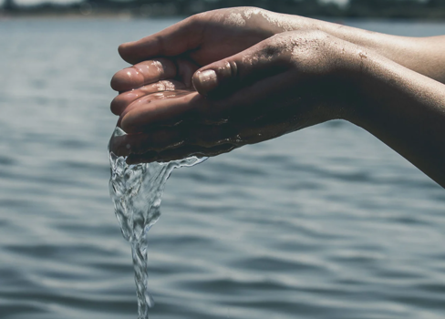 A person's hand holding a large fish in the water.