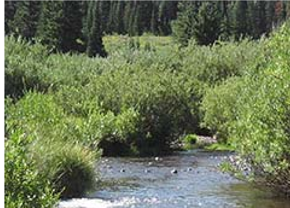 A stream in a forest.