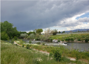 A river with grass and trees.