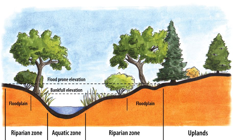 Floodplain Riparian zone Flood prone elevation Bankfull elevation Aquatic zone Floodplain Riparian zone Uplands