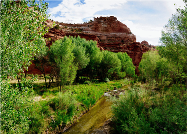 A stream in a forest.