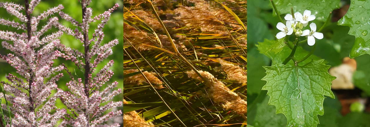 A collage of photos of plants.