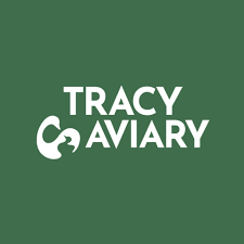 TRACY Q'AVIARY