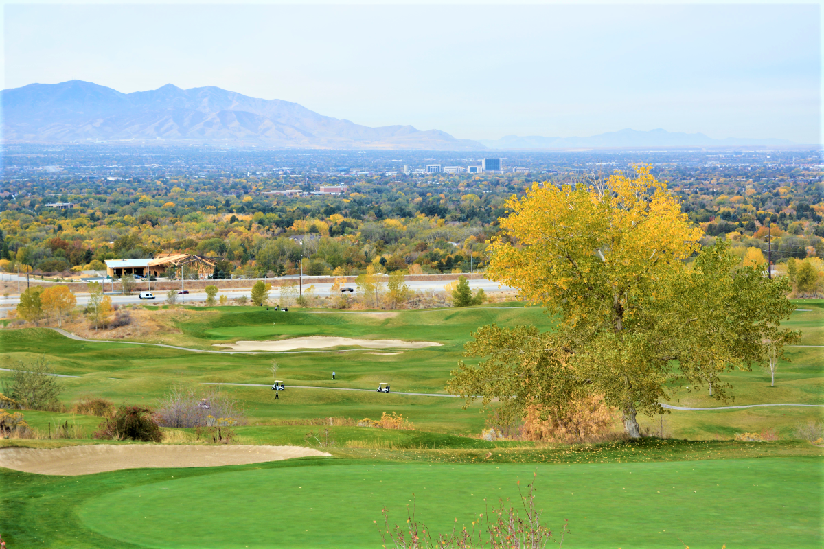 A golf course with a tree.