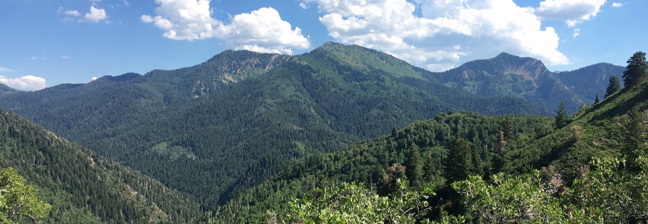 A landscape with trees and mountains in the back.